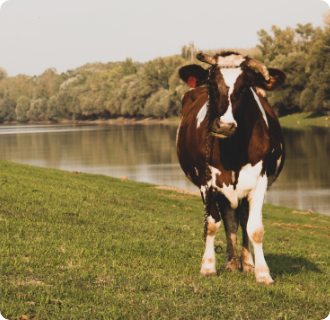cow-grazing-by-dniester-river