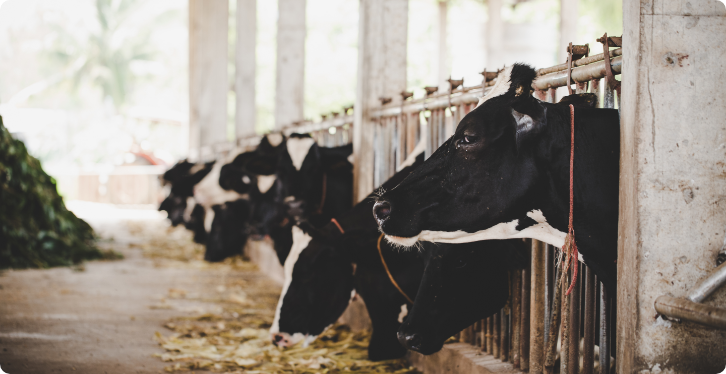 heads-black-white-holstein-cows-feeding-grass-stable-holland